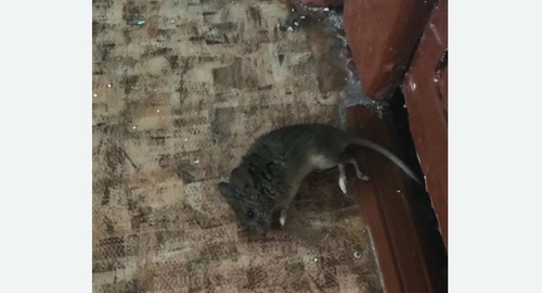 Дезинфекция от мышей в Лианозово города Москвы