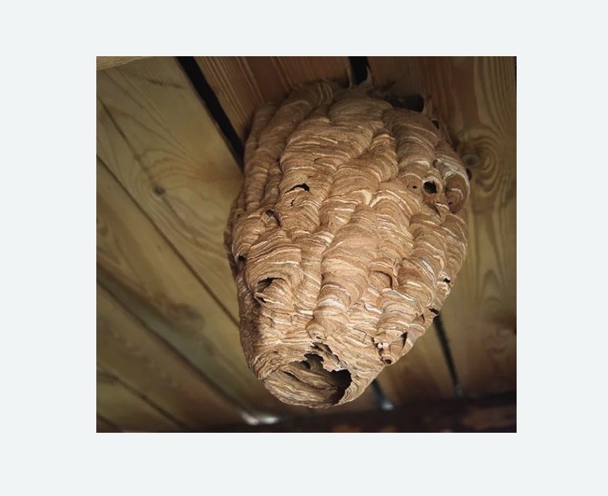 обработка от шершней в Лианозово города Москвы