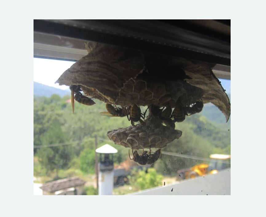 Уничтожение гнёзд шершней в Лианозово города Москвы