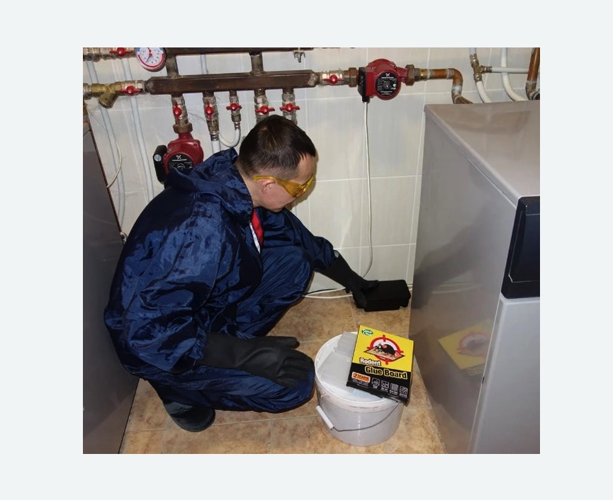 Уничтожение крыс в Лианозово города Москвы