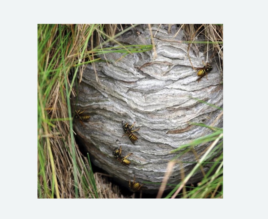 Уничтожение ос и ульев в Лианозово города Москвы